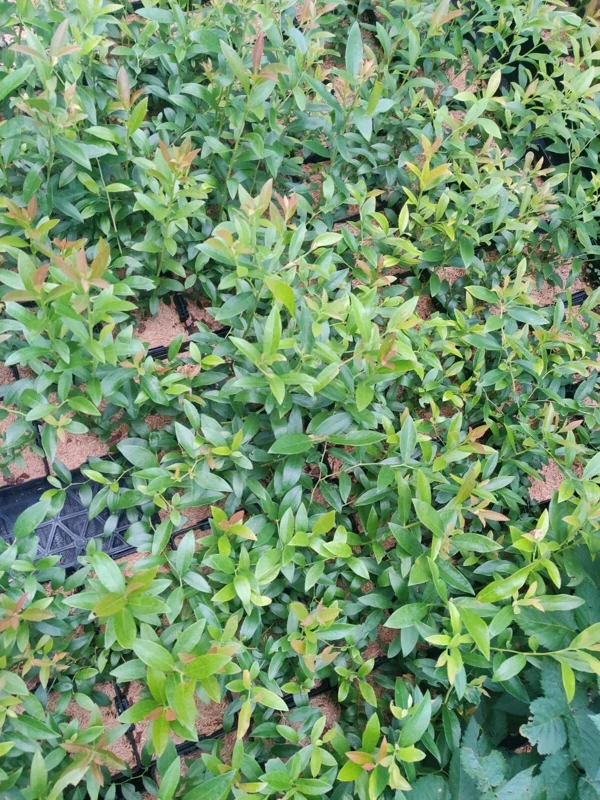 Pink Lemonade Blueberry Live Plant – 5.25" Pot – Edible Fruit - Image 3
