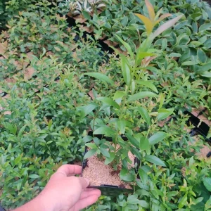 Pink Lemonade Blueberry Live Plant – 5.25