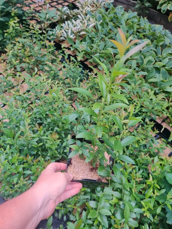Pink Lemonade Blueberry Live Plant – 5.25" Pot – Edible Fruit - Image 4