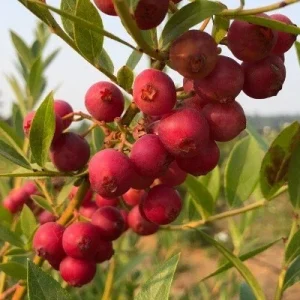 Pink Lemonade Blueberry Live Plant – 5.25