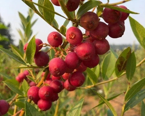 Pink Lemonade Blueberry Live Plant – 5.25" Pot – Edible Fruit - Image 1