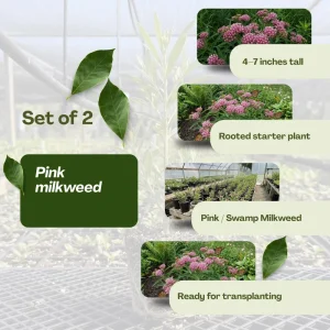 Pink Milkweed Live Plants (2 Pack) – 4-7