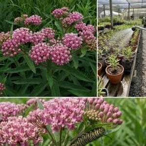 Pink Milkweed Live Plants (2 Pack) – 4-7