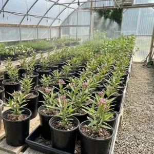 Pink Milkweed Live Plants (2 Pack) – 4-7