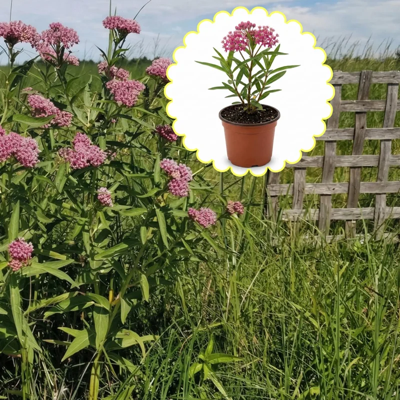 Pink Milkweed Live Plants (2 Pack) – 4-7" Tall – Butterfly Host Plant, Outdoor Perennial - Image 6
