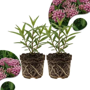 Pink Milkweed Live Plants (2 Pack) – 4-7