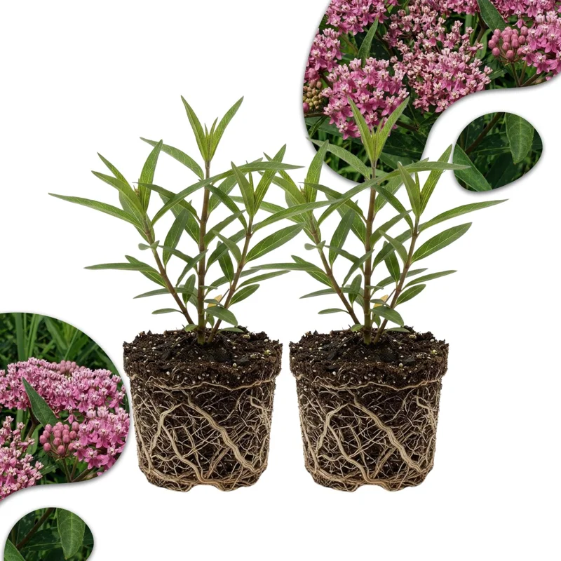 Pink Milkweed Live Plants (2 Pack) – 4-7" Tall – Butterfly Host Plant, Outdoor Perennial - Image 1