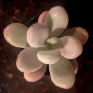 Pink Moonstone Succulent Live Plant – Pachyveria Oviferum – Potted Houseplant - Image 2