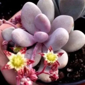 Pink Moonstone Succulent Live Plant – Pachyveria Oviferum – Potted Houseplant - Image 3