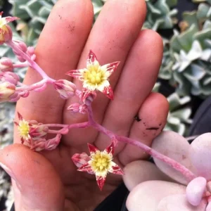 Pink Moonstone Succulent Live Plant – Pachyveria Oviferum – Potted Houseplant - Image 4