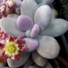 Pink Moonstone Succulent Live Plant – Pachyveria Oviferum – Potted Houseplant - Image 1