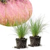 Pink Muhly Grass Live Plant – 2 Plants, 4-6 Inches Tall, Decorative Outdoor Grass - Image 1