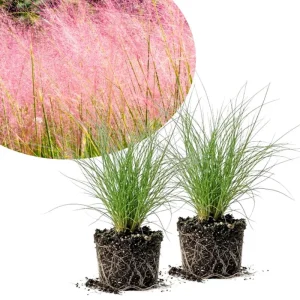 Pink Muhly Grass Live Plant – 2 Plants, 4-6 Inches Tall, Decorative Outdoor Grass - Image 1