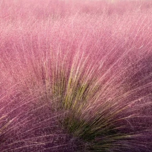 Pink Muhly Grass Live Plant – 2 Plants, 4-6 Inches Tall, Decorative Outdoor Grass - Image 2