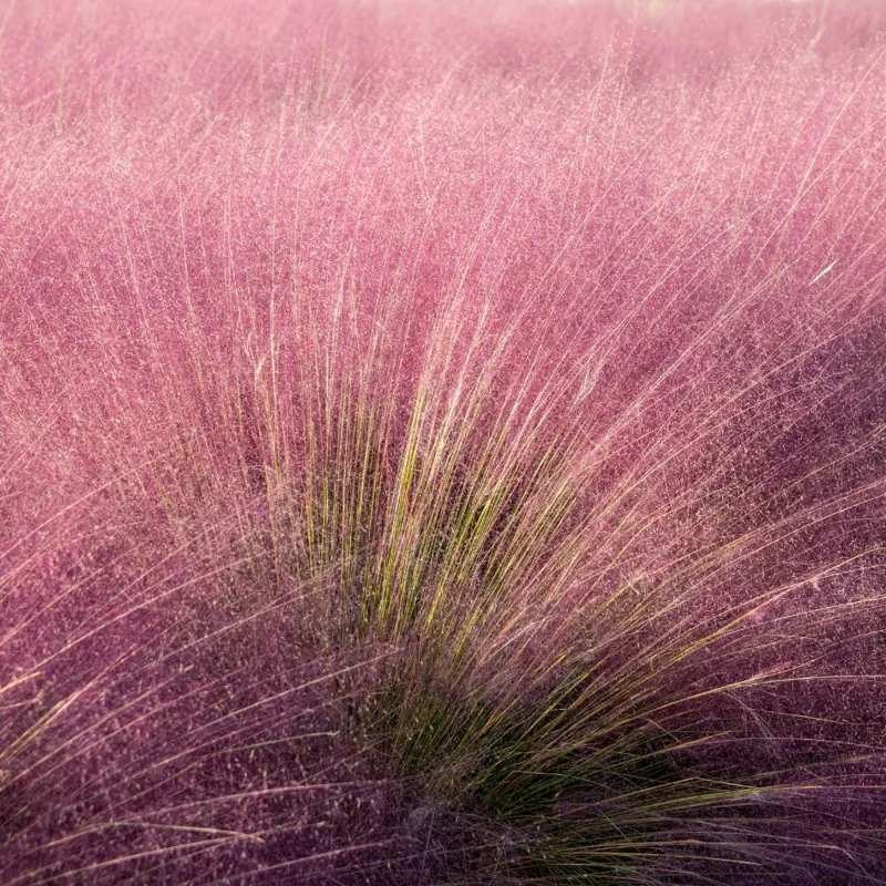 Pink Muhly Grass Live Plant – 2 Plants, 4-6 Inches Tall, Decorative Outdoor Grass - Image 2