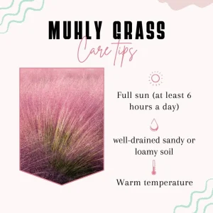 Pink Muhly Grass Live Plant – 2 Plants, 4-6 Inches Tall, Decorative Outdoor Grass - Image 3