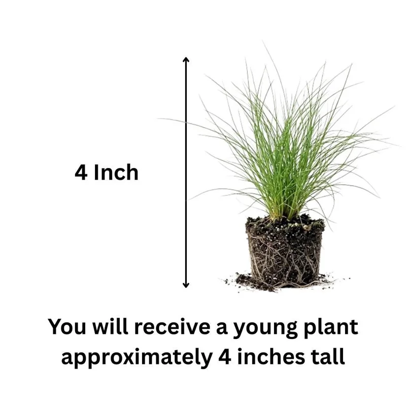 Pink Muhly Grass Live Plant – 2 Plants, 4-6 Inches Tall, Decorative Outdoor Grass - Image 4