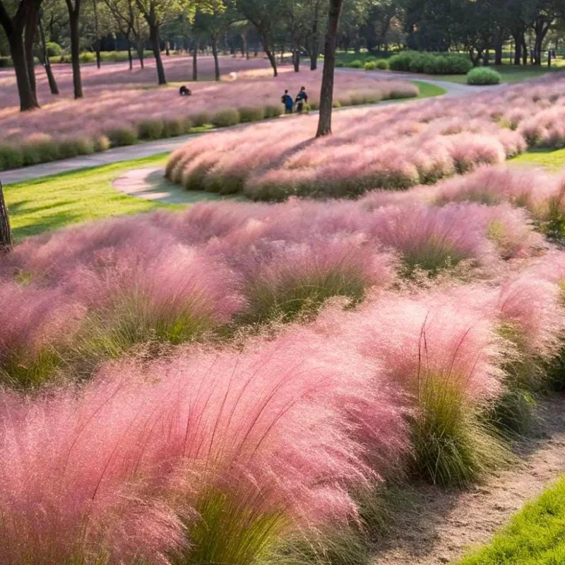 Pink Muhly Grass Live Plant – 2 Plants, 4-6 Inches Tall, Decorative Outdoor Grass - Image 5