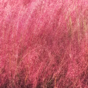 Pink Muhly Grass Live Plant – 2 Plants, 4-6 Inches Tall, Decorative Outdoor Grass - Image 6
