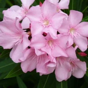 Pink Oleander Live Cuttings – 7 Pack, 6 inch Unrooted Shrub Plants - Image 2