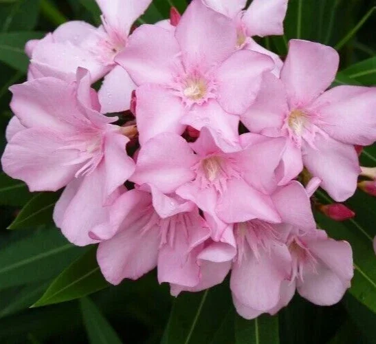 Pink Oleander Live Cuttings – 7 Pack, 6 inch Unrooted Shrub Plants - Image 2