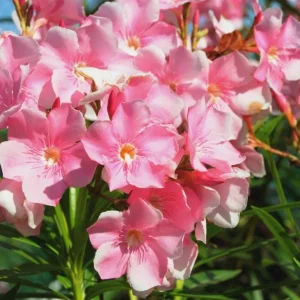Pink Oleander Live Cuttings – 7 Pack, 6 inch Unrooted Shrub Plants - Image 1