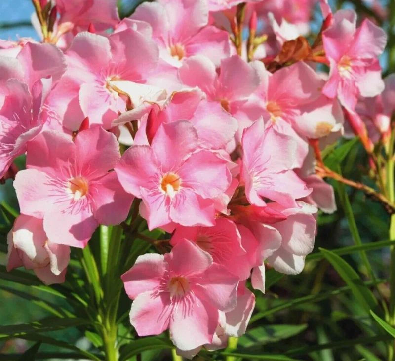 Pink Oleander Live Cuttings – 7 Pack, 6 inch Unrooted Shrub Plants - Image 1