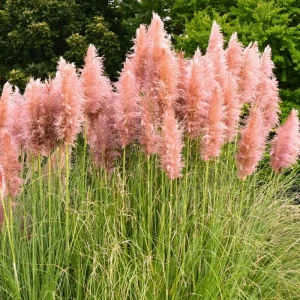 Pink Pampas Grass Live Plant 4-7 In Tall - Ornamental Garden Grass - Image 2