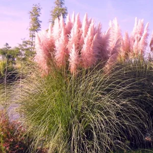 Pink Pampas Grass Live Plant 4-7 In Tall - Ornamental Garden Grass - Image 3