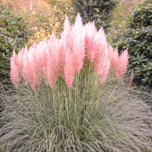 Pink Pampas Grass Live Plant 4-7 In Tall - Ornamental Garden Grass - Image 4