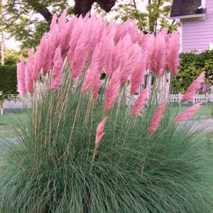 Pink Pampas Grass Live Plant 4-7 In Tall - Ornamental Garden Grass - Image 5