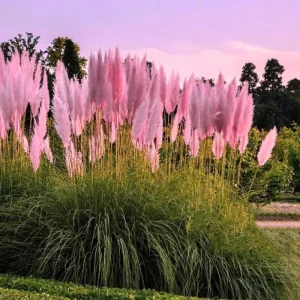 Pink Pampas Grass Live Plant 4-7 In Tall - Ornamental Garden Grass - Image 6