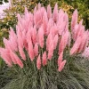 Pink Pampas Grass Live Plant 4-7 In Tall - Ornamental Garden Grass - Image 1