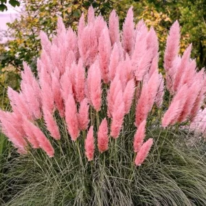 Pink Pampas Grass Live Plant 4-7 In Tall - Ornamental Garden Grass - Image 1
