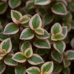 Pink Panther Callisia Repens Variegata Live Plant - Tri Color Bolivian Wandering Jewel Indoor - Image 2