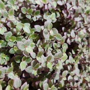 Pink Panther Callisia Repens Variegata Live Plant - Tri Color Bolivian Wandering Jewel Indoor - Image 3
