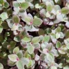 Pink Panther Callisia Repens Variegata Live Plant - Tri Color Bolivian Wandering Jewel Indoor - Image 1