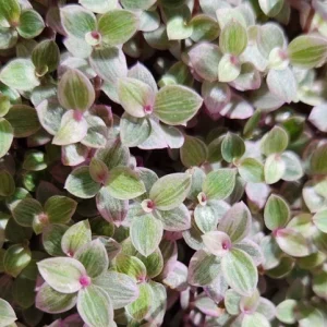Pink Panther Callisia Repens Variegata Live Plant - Tri Color Bolivian Wandering Jewel Indoor - Image 1
