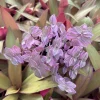 Pink Panther Callisia Repens Variegated Turtle Vine Live Plant – Indoor Houseplant - Image 1
