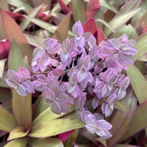 Pink Panther Callisia Repens Variegated Turtle Vine Live Plant – Indoor Houseplant - Image 1