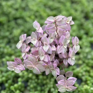 Pink Panther Callisia Repens Variegated Turtle Vine Live Plant Indoor - Image 2