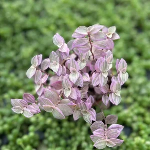 Pink Panther Callisia Repens Variegated Turtle Vine Live Plant – Indoor Houseplant - Image 2