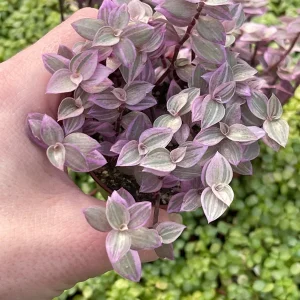 Pink Panther Callisia Repens Variegated Turtle Vine Live Plant Indoor - Image 3