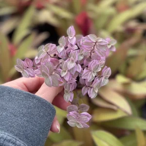 Pink Panther Callisia Repens Variegated Turtle Vine Live Plant Indoor - Image 4