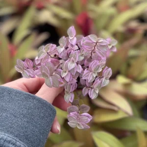 Pink Panther Callisia Repens Variegated Turtle Vine Live Plant – Indoor Houseplant - Image 4