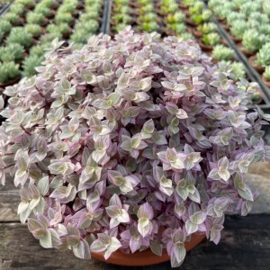 Pink Panther Callisia Repens Variegated Turtle Vine Live Plant – Indoor Houseplant - Image 5