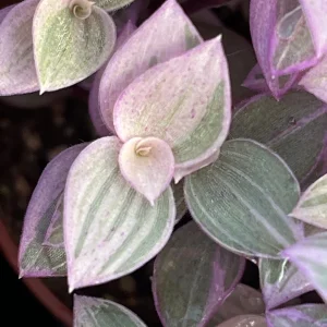 Pink Panther Callisia Repens Variegated Turtle Vine Live Plant – Indoor Houseplant - Image 6