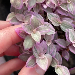 Pink Panther Callisia Repens Variegated Turtle Vine Live Plant Indoor - Image 7