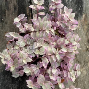 Pink Panther Callisia Repens Variegated Turtle Vine Live Plant – Indoor Houseplant - Image 8
