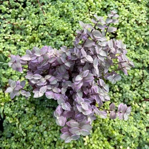 Pink Panther Callisia Repens Variegated Turtle Vine Live Plant – Indoor Houseplant - Image 9